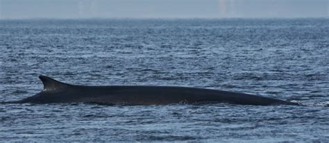 Quoddy Link Marine - Sightings and Updates: Finback whale sighted on all three departures!