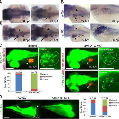 Quantitative Rt Pcr Analysis Of Egfr Pathway Genes In Liver Tissue From