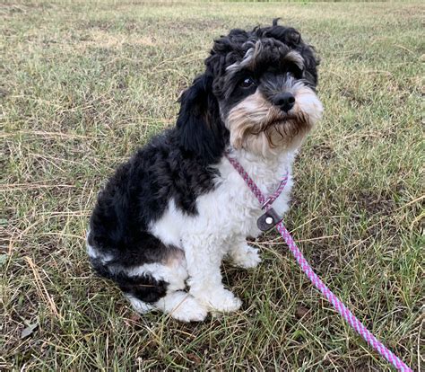 Our Cavapoos | pinewoodcavapoos