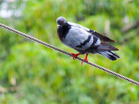 Merpati Fotografi Burung Burung Foto Gratis Di Pixabay Pixabay