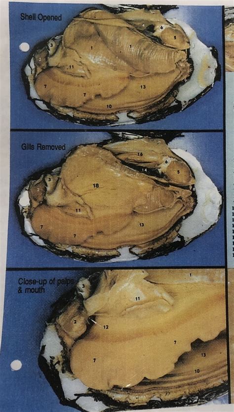 Bio Lab: Mollusca, Bio Lab: Mollusca, Mussel Anatomy Continued, Mussel Anatomy Diagram | Quizlet