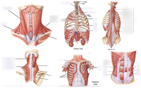 Module Skeletal Muscle Gross Anatomy Pt Diagram Quizlet