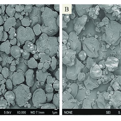 SEM Images Of L Plantarum Spray Dried With DSG And RSM A And GA