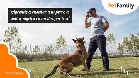 Aprende A Ense Ar A Tu Perro A Soltar Objetos En Un Dos Por Tres