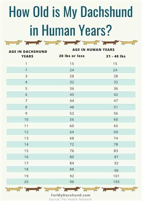 Dachshund Weight Chart Weight Dachshund Chart Dachshunds Over Everything Article Picture