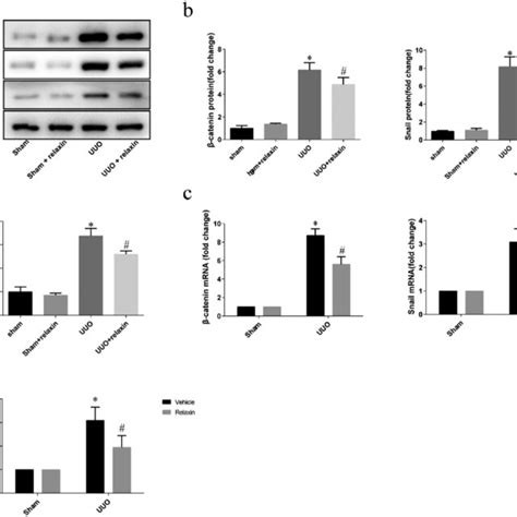 Relaxin Downregulated The Wnt B Catenin Signaling Pathway In Vivo