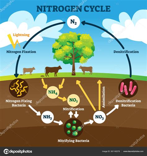 Ilustração do vetor do ciclo do nitrogênio Explicação biogeoquímica N2