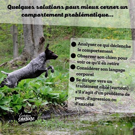 Dressage Apprendre les limites du terrain à son chien Partie I