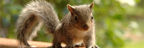 Best Squirrel Removal In Nashville Tn 1 Squirrel Trapper