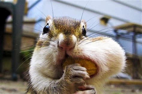 Funny chipmunk pictures - Gallery | eBaum's World