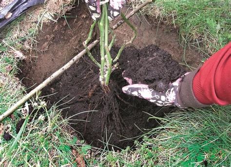 Kako In Kdaj Posaditi Vrtnice Sajenje Vrtnic Korak Za Korakom