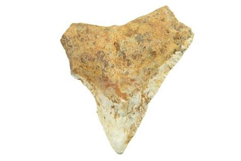 .93" Fossil Bull Shark Tooth (Carcharhinus) - Unusual Location (#259480) For Sale - FossilEra.com