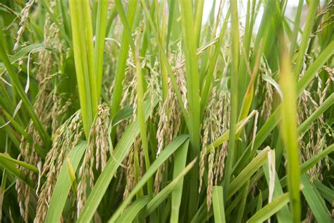 Cultivation of Rice Plant 27085136 Stock Photo at Vecteezy