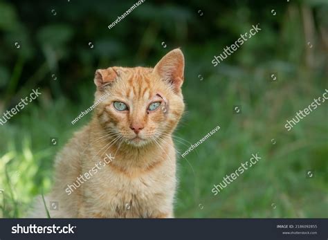 Young Stray Cat Broken Ear Wound Stock Photo 2186092855 Shutterstock