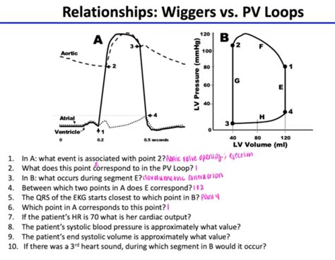 27 Wiggers Diagram Flashcards Quizlet