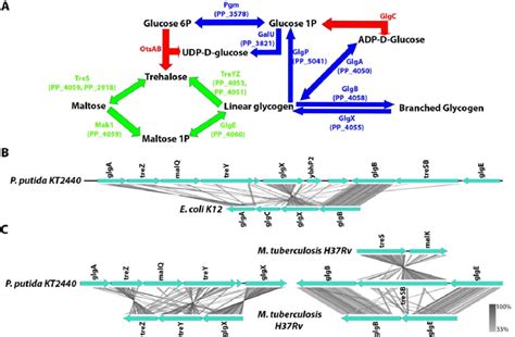 Trehalose Metabolism In P Putida KT2440 A Metabolic Pathway Of