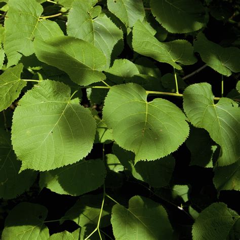 American Basswood Tree – Green Thumbs Garden