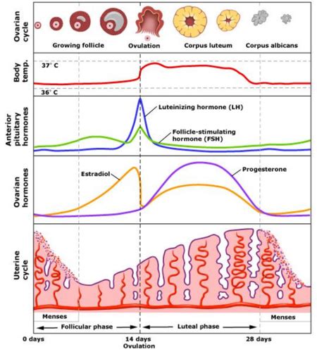 Mammalian Oestrus And Ovulation Stages Uterus Types Flashcards Quizlet