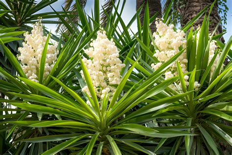 Le Yucca L L Gance Exotique Pour Votre Jardin Ext Rieur Ouistock