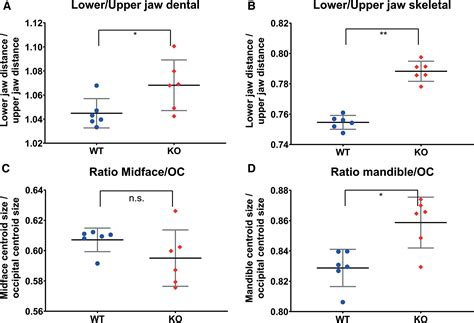 Anatomical Similarity Between The Sostknockout Mouse And Sclerosteosis