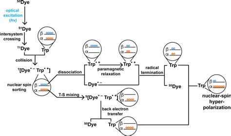 Schematic Representation Of The Mechanism Of Photo Chemically Induced