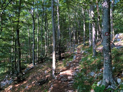 Senderos Para Caminatas Senderos Forestales Y Caminos Para Bicicletas