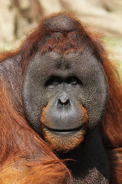 20 Confused Orangutan Stock Photos Pictures And Royalty Free Images