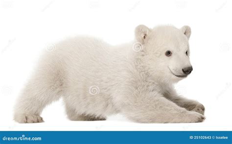 Cachorro Del Oso Polar Maritimus Del Ursus Meses Imagen De Archivo