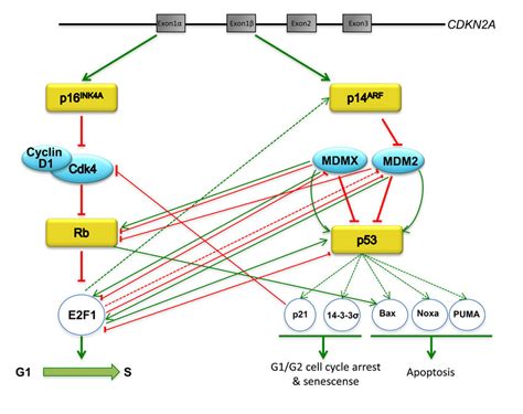 Schematic Representation Of The P16 Ink4a RB E2F1 And P14 ARF