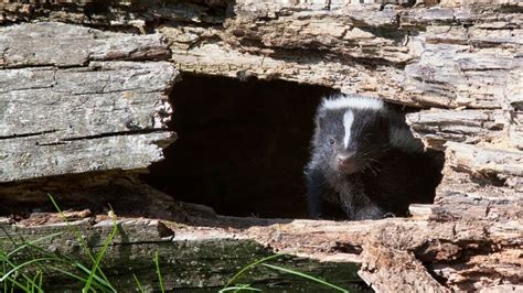 Do Skunks Burrow? What Does A Skunk Hole Look Like