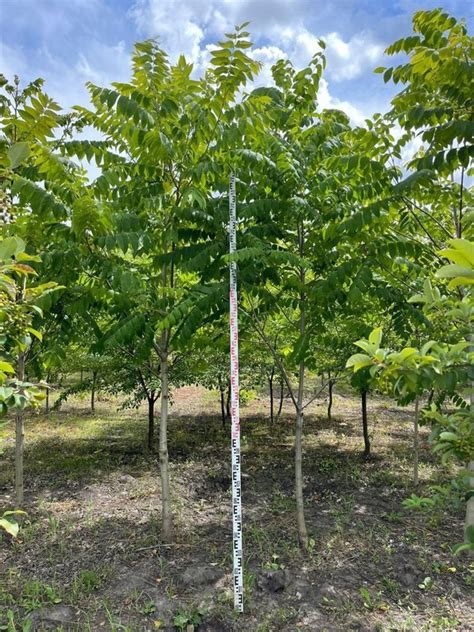 Бархат амурский "Phellodendron" купить по цене 4500 рублей от питомника ...