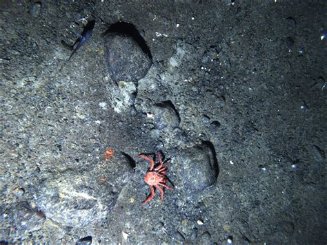 King Crabs Invade Antarctica The Washington Post