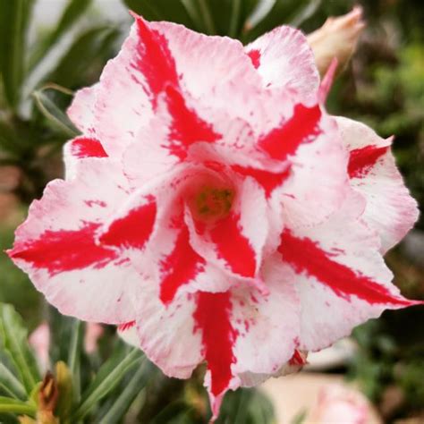 Jual Adenium Bunga Tumpuk Sunny Day Shopee Indonesia