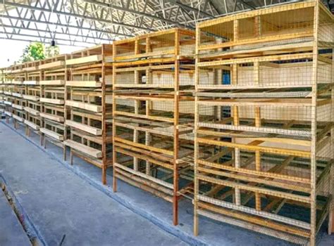 kandang burung puyuh pedaging sue murray