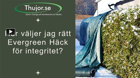 PPT Hur väljer jag rätt Evergreen Häck för integritet PowerPoint