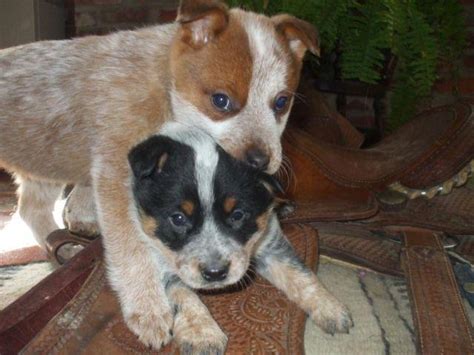 Adorable Australian Cattle Dog /Blue heeler/queensland heeler puppies ...