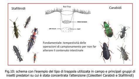 Oliveto Inerbito Per Difenderlo Dalla Mosca Difesa E Diserbo