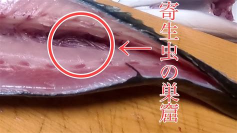 寄生虫だらけでも大丈夫！プロに教わる魚の捌き方から調理！！ Youtube