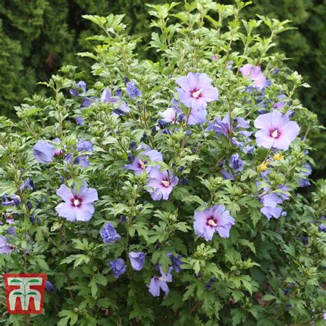 Hibiscus Syriacus Oiseau Bleu Plants Thompson Morgan