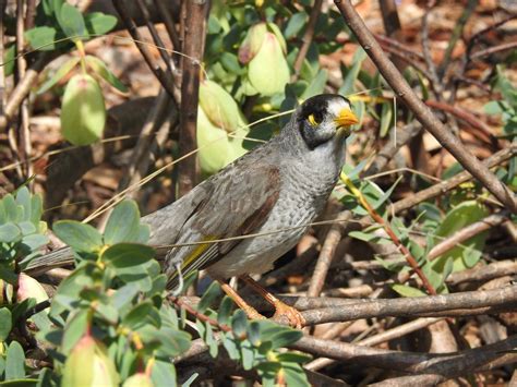 Noisy Miner up close - Trevor's Birding