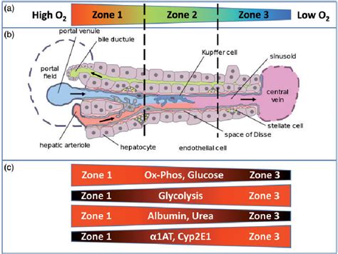 Figure From Control Of Oxygen Tension Recapitulates Zone Specific