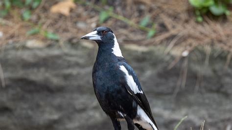 The Magpie Has Been Crowned The Maker Of Australias Favourite Animal