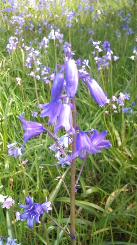 Bluebells in my garden | Bluebells, Flowers, Plants