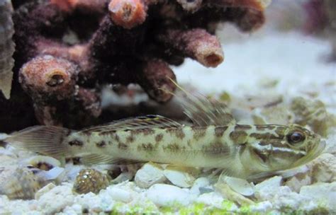 Clown Goby A Field Guide To The Fishes Of Charlotte Harbor Florida