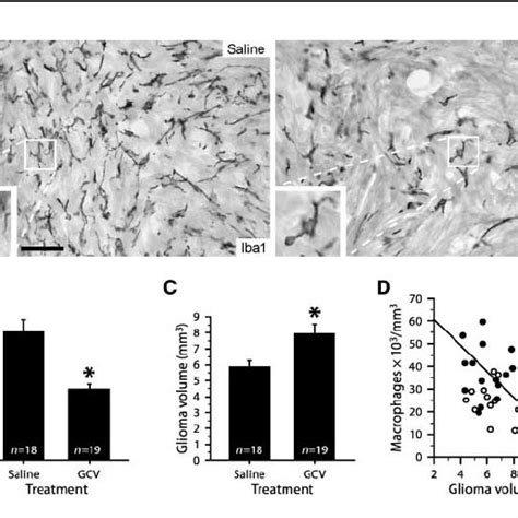 Macrophage Depletion Increases Glioma Growth A Immunoperoxidase