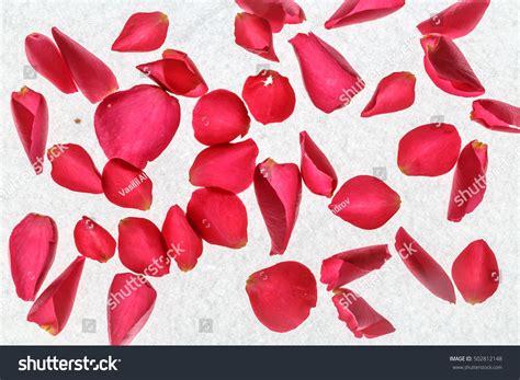 Scattering Rose Petals On White Background Stock Photo 502812148