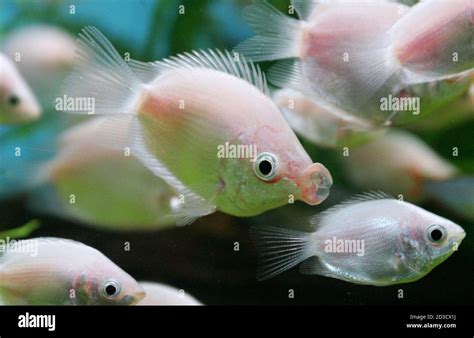 Kissing fish hi-res stock photography and images - Alamy