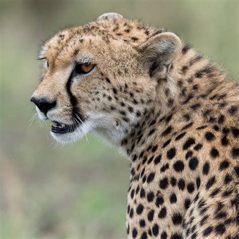 Cheetah in Africa | Expert Africa