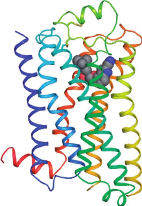 Structures Of The B 2 Adrenergic Receptor Download Scientific Diagram