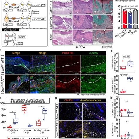 Transplantation Of Adipose Tissue Derived From Leprdb Db Mice Into